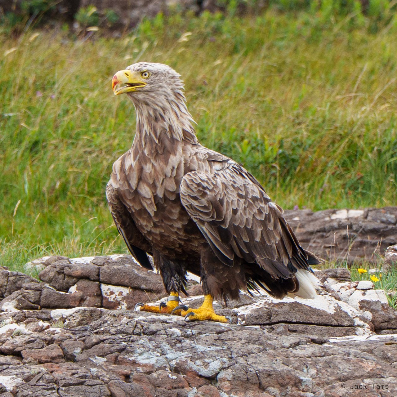 A white-tailed eagle on the rocks.