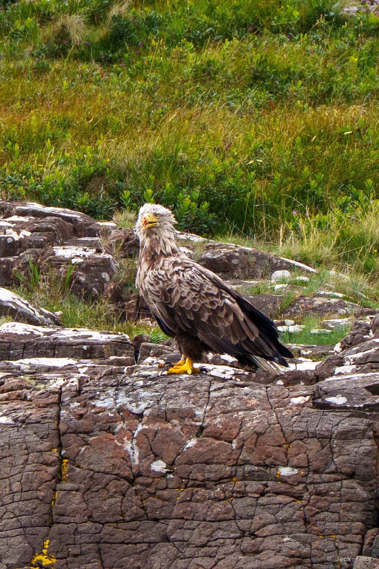 A white-tailed eagle watching from the shore.