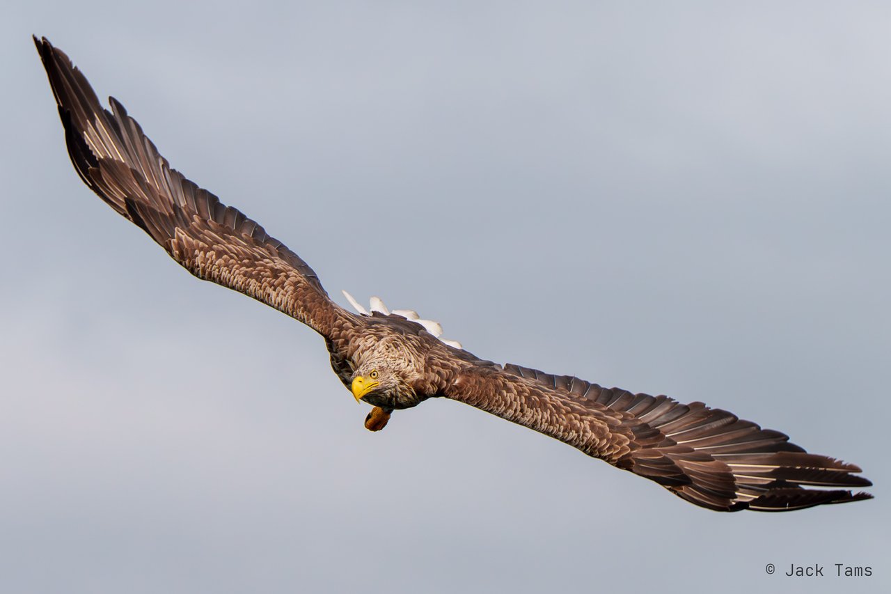 A white-tailed eagle with its wings spread wide.