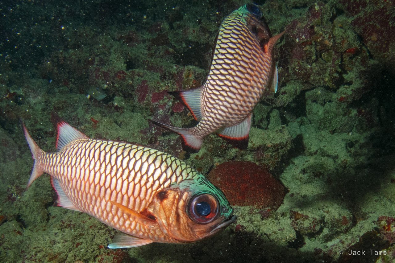 Soldierfish