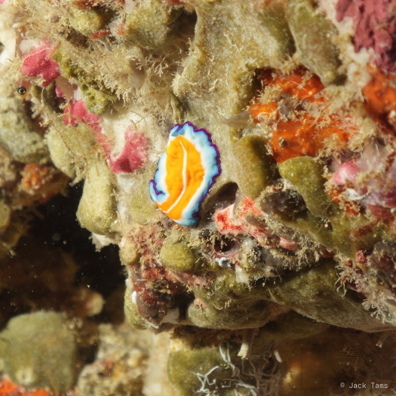 Flatworm