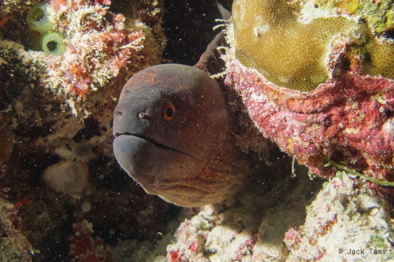 Giant moray