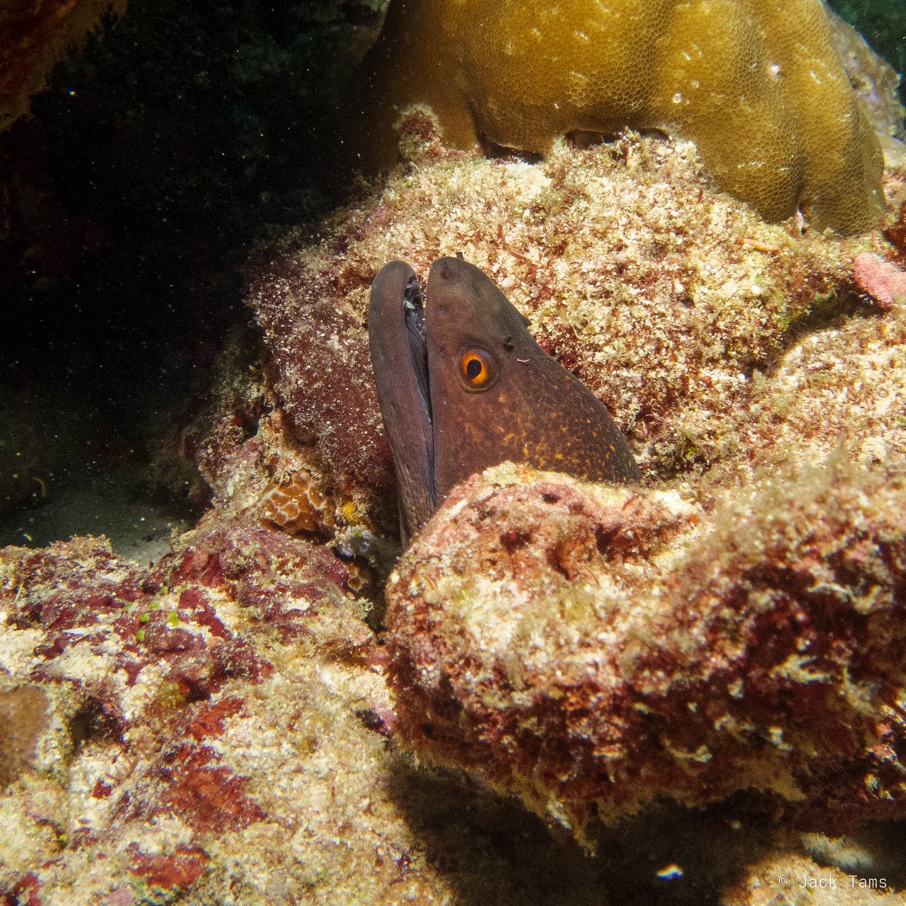 Moray in its hole