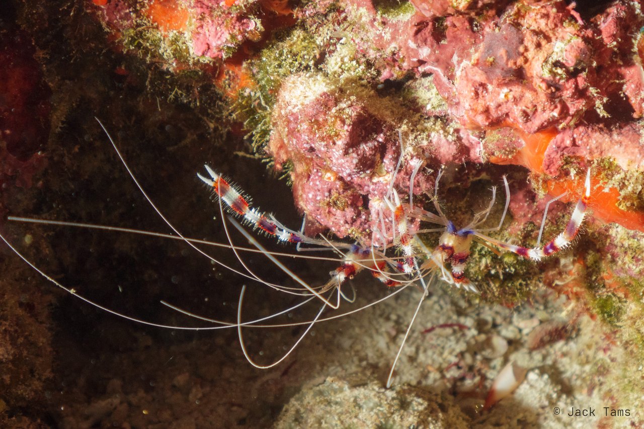 Banded coral shrimp
