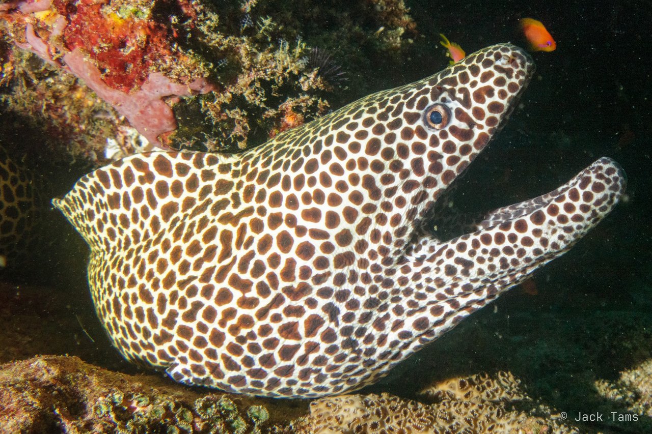 Honeycomb moray