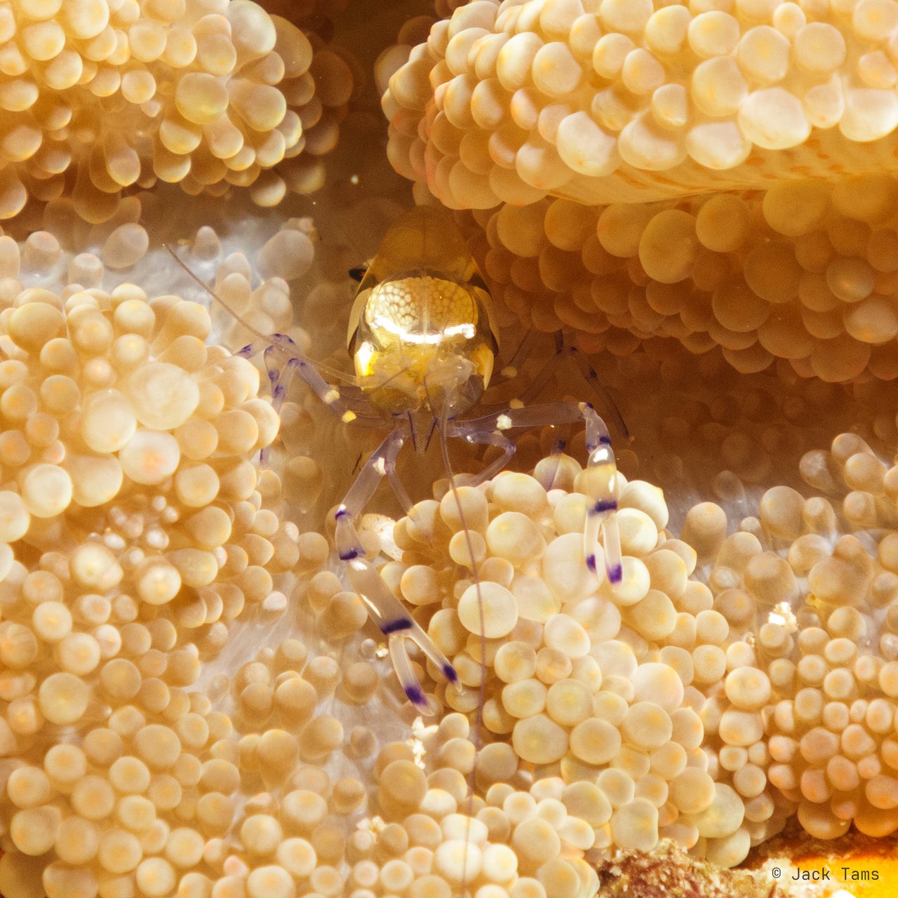 Anemone shrimp