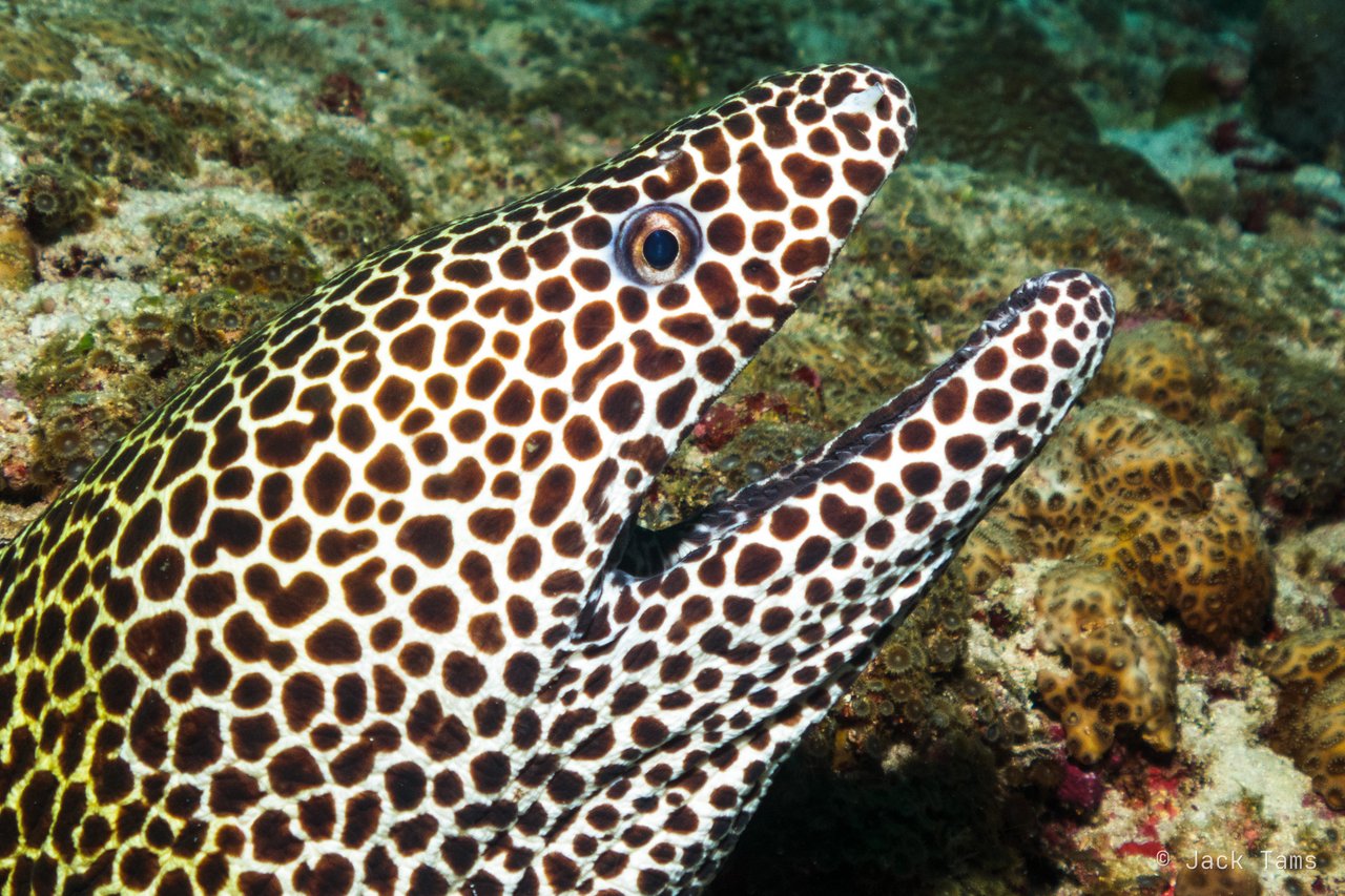 Honeycomb moray, close up