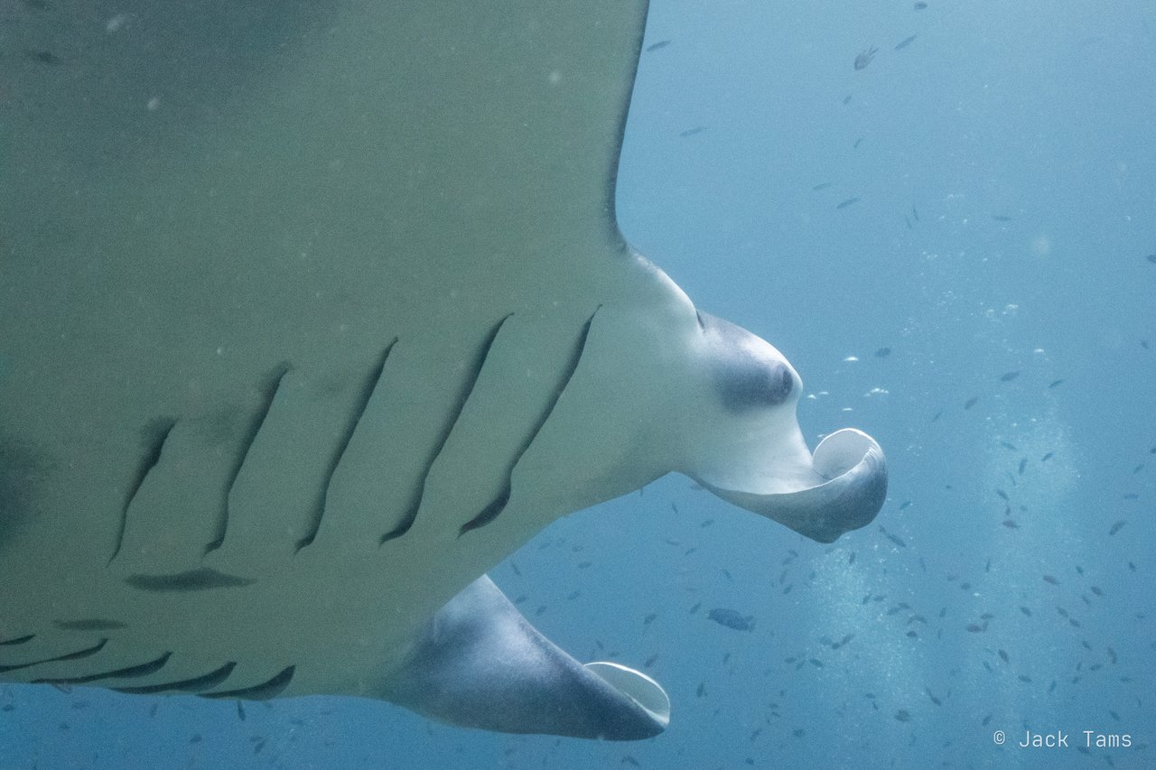Gill slits