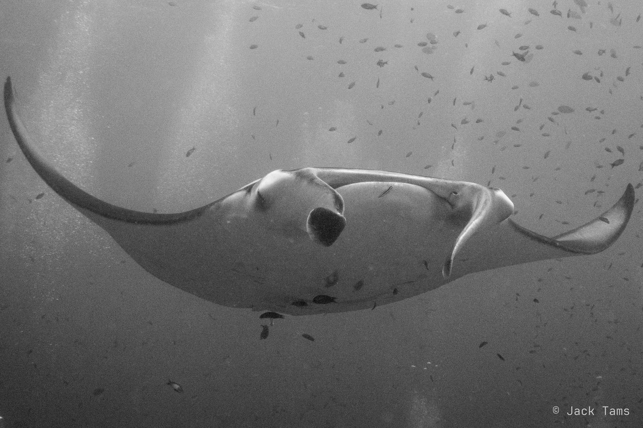 Manta overhead