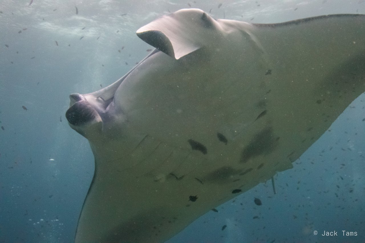 Manta belly