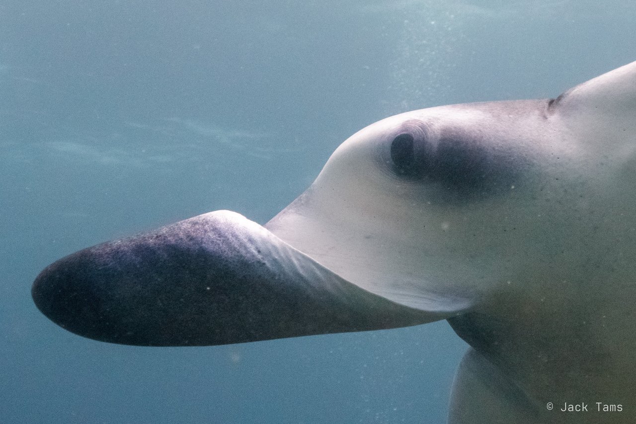 Cephalic fin
