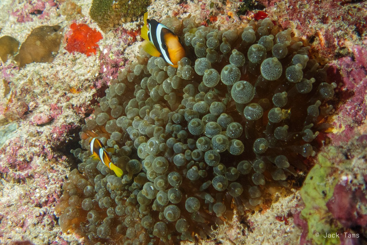 Anemonefish