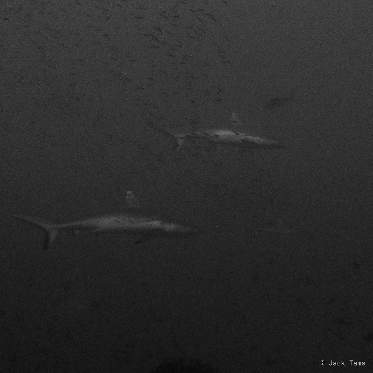 Sharks in the deep