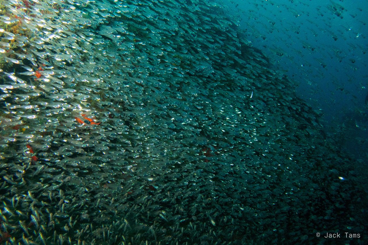 Glassfish curtain