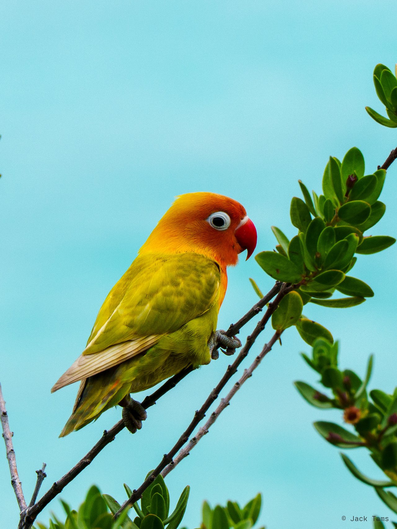 Lovebird