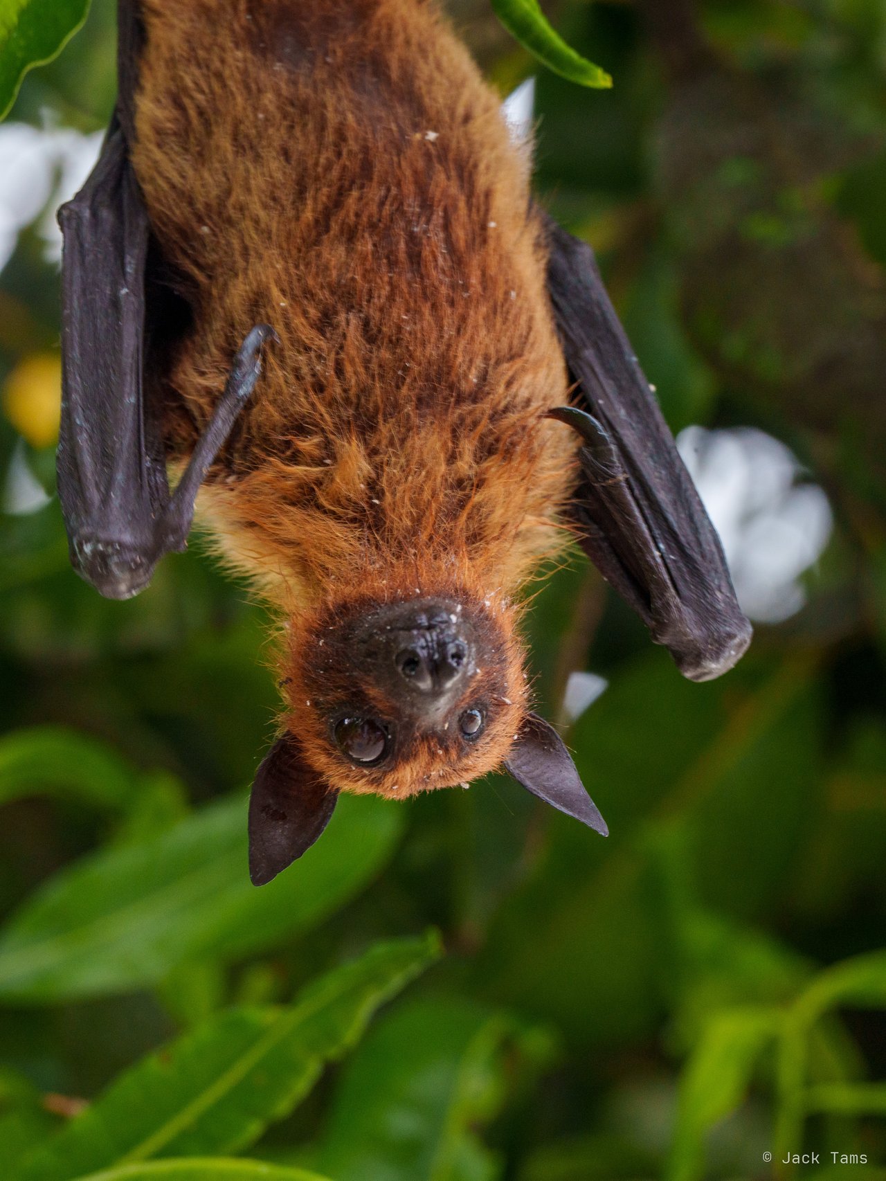 Fruit bat