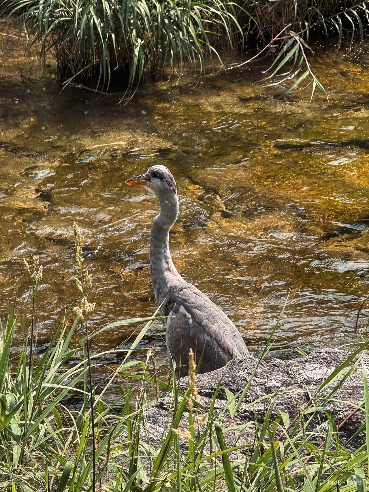 Grey heron