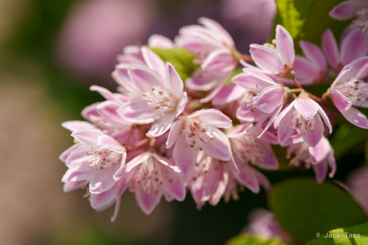 Deutzia