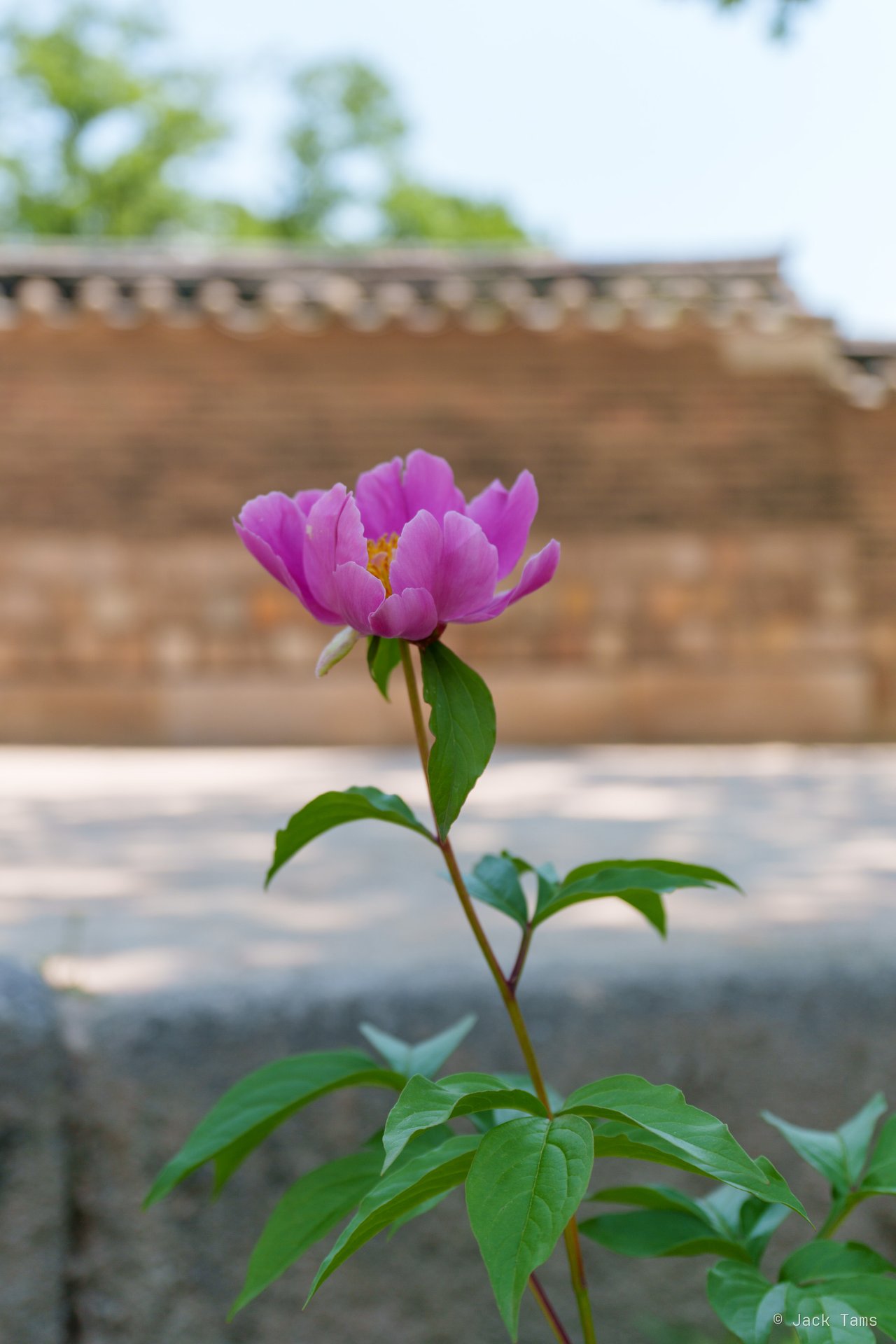 Peony by the wall