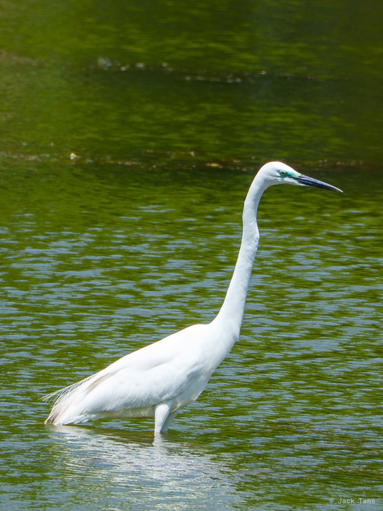 Great egret