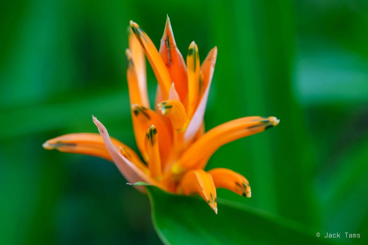 A heliconia flower.