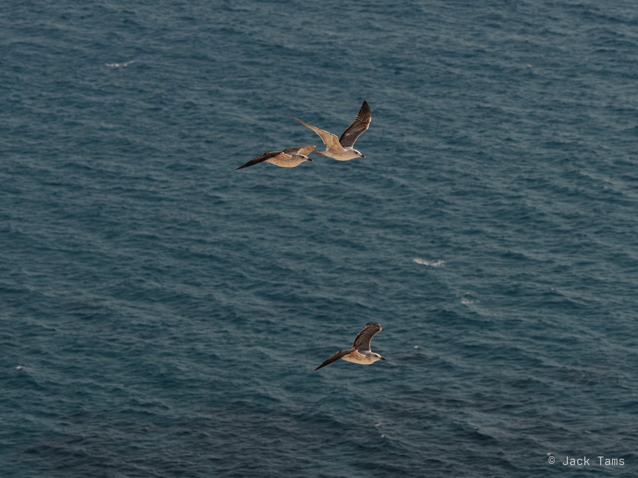 Gulls over the sea.