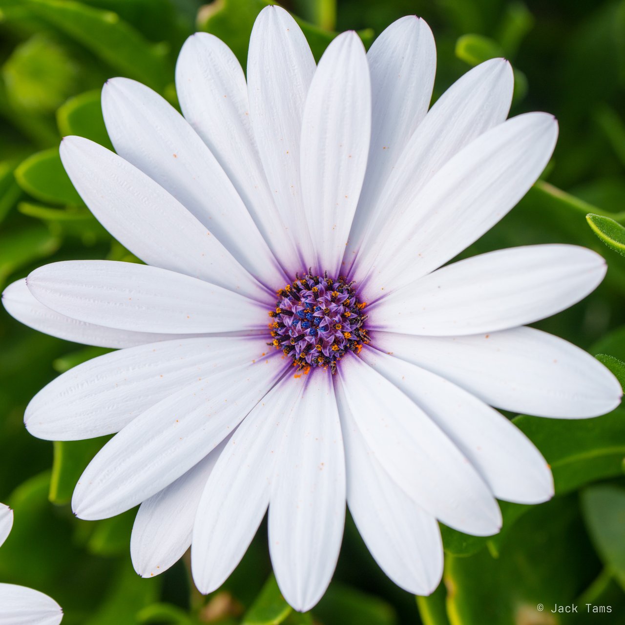 A white daisy, close up.