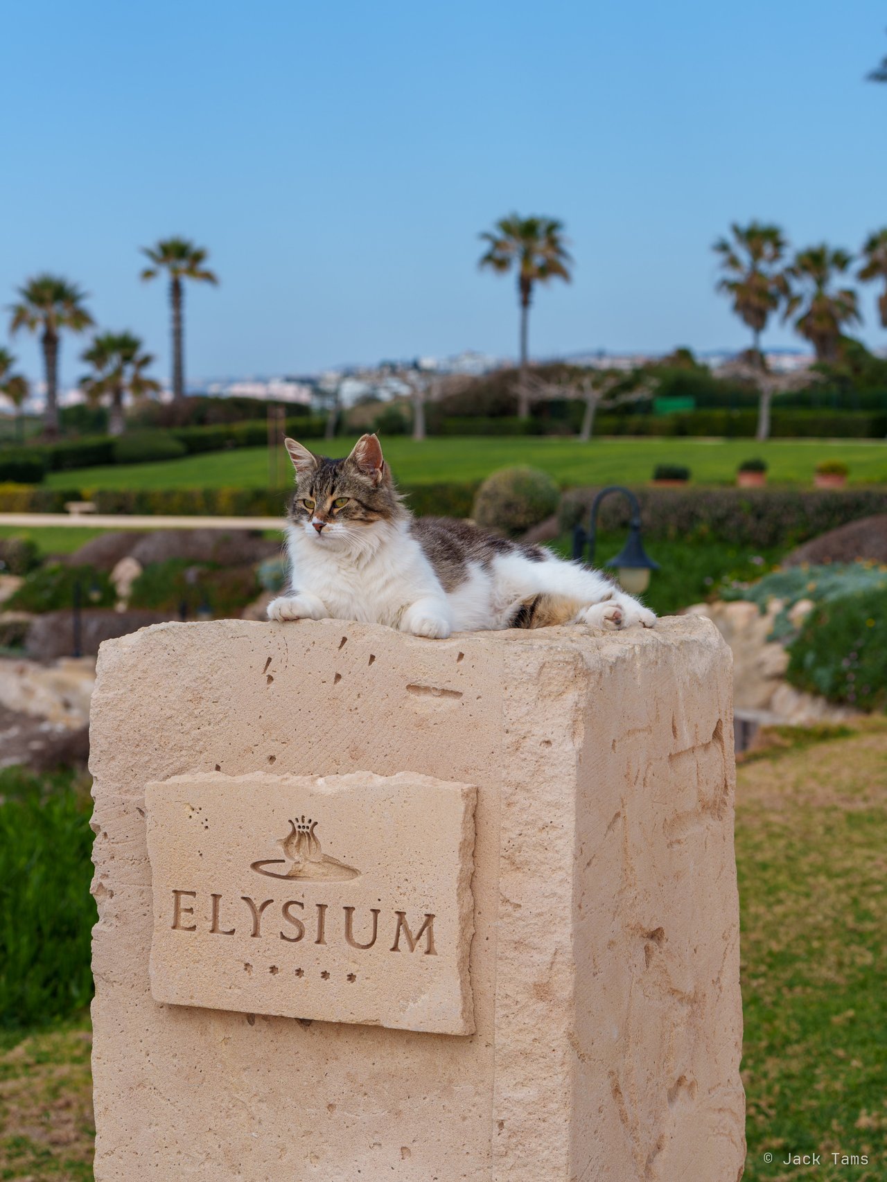 A cat asleep on the Elysium's sign.