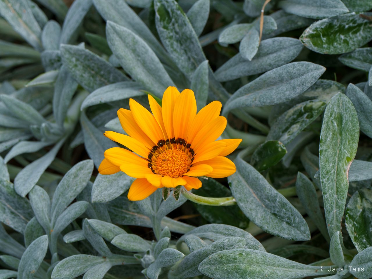 An orange gazania among silver leaves.