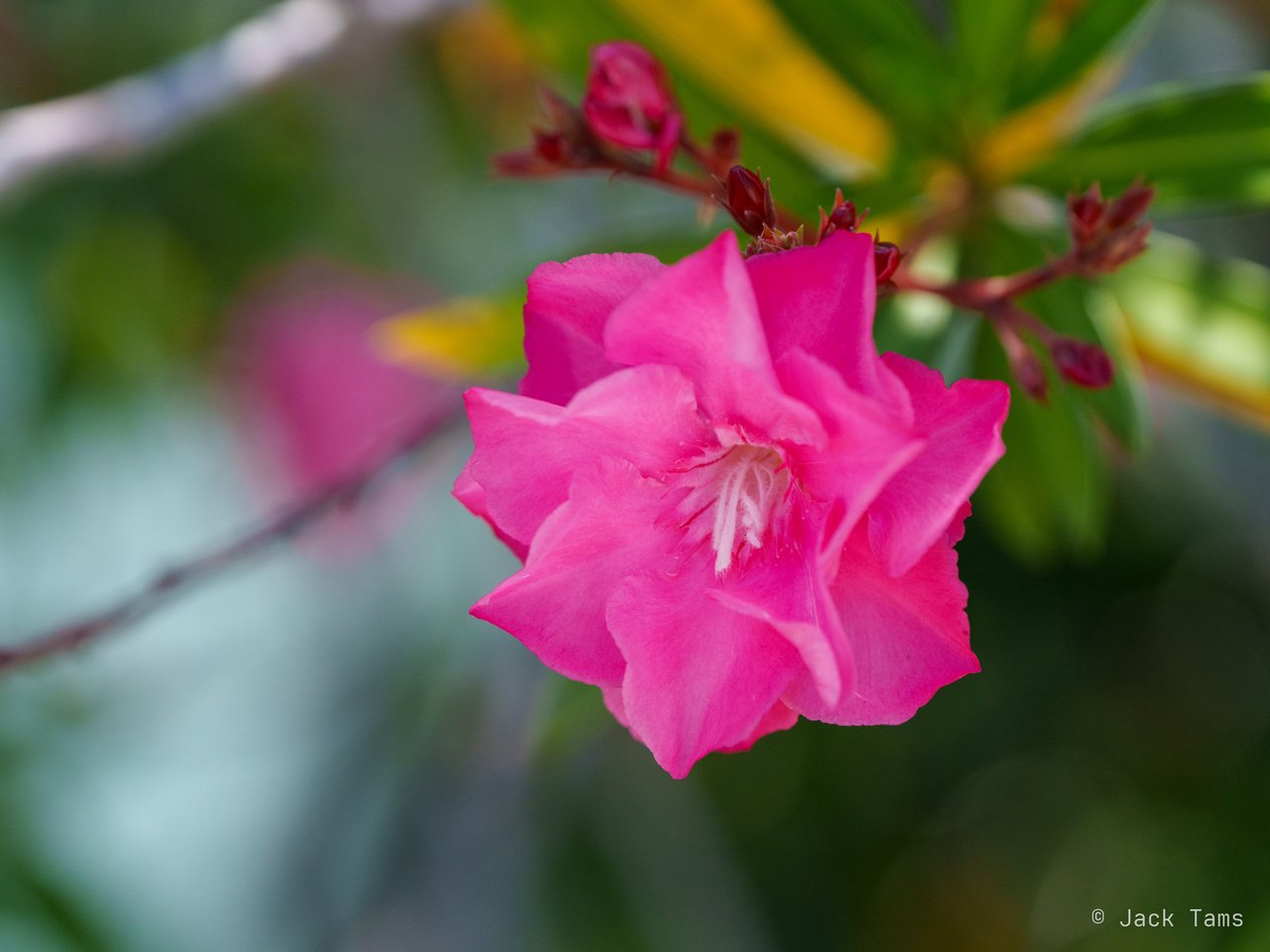 Oleander