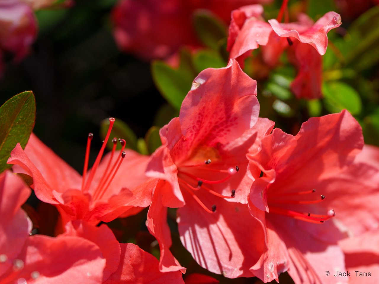 Azaleas