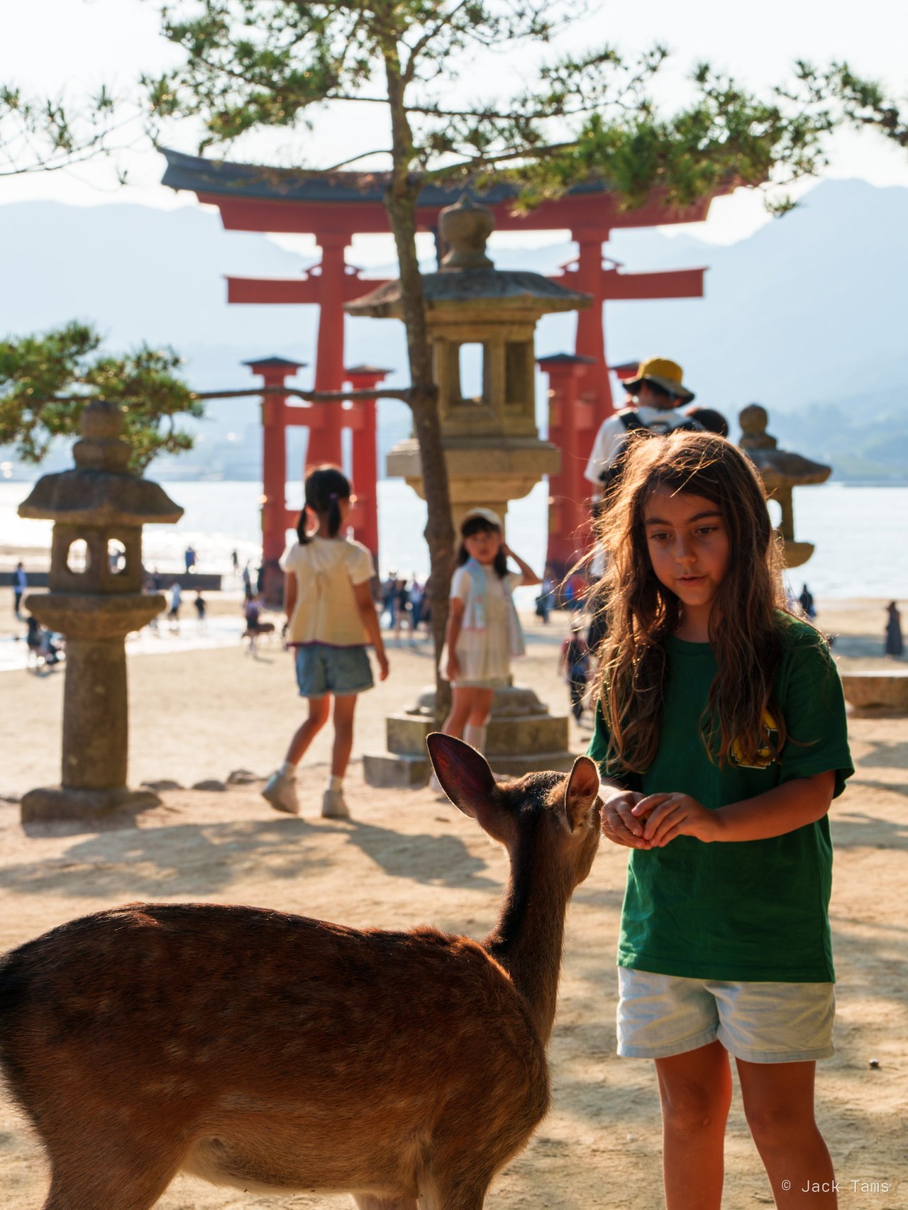 Deer and the great torii