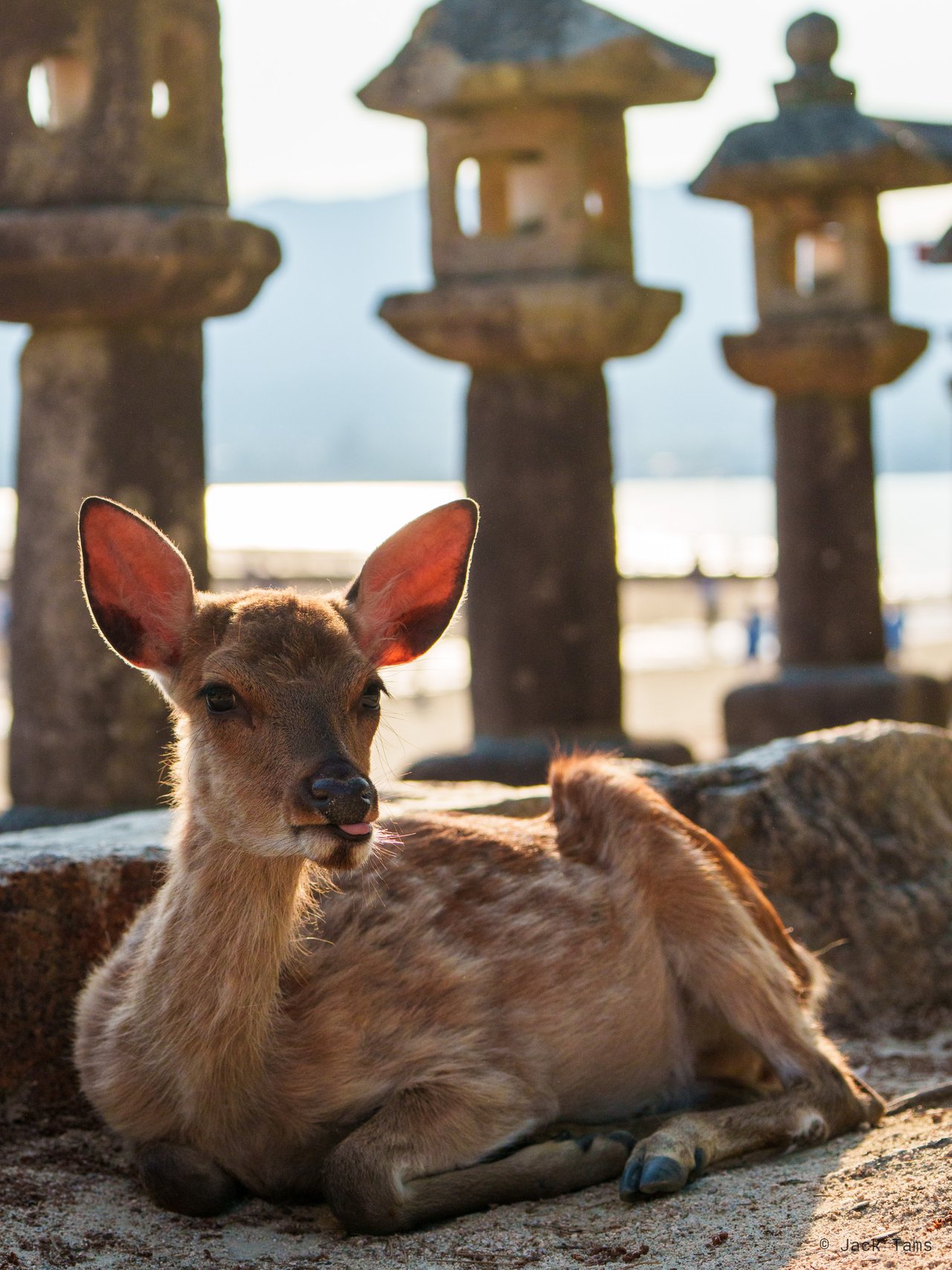 Resting deer