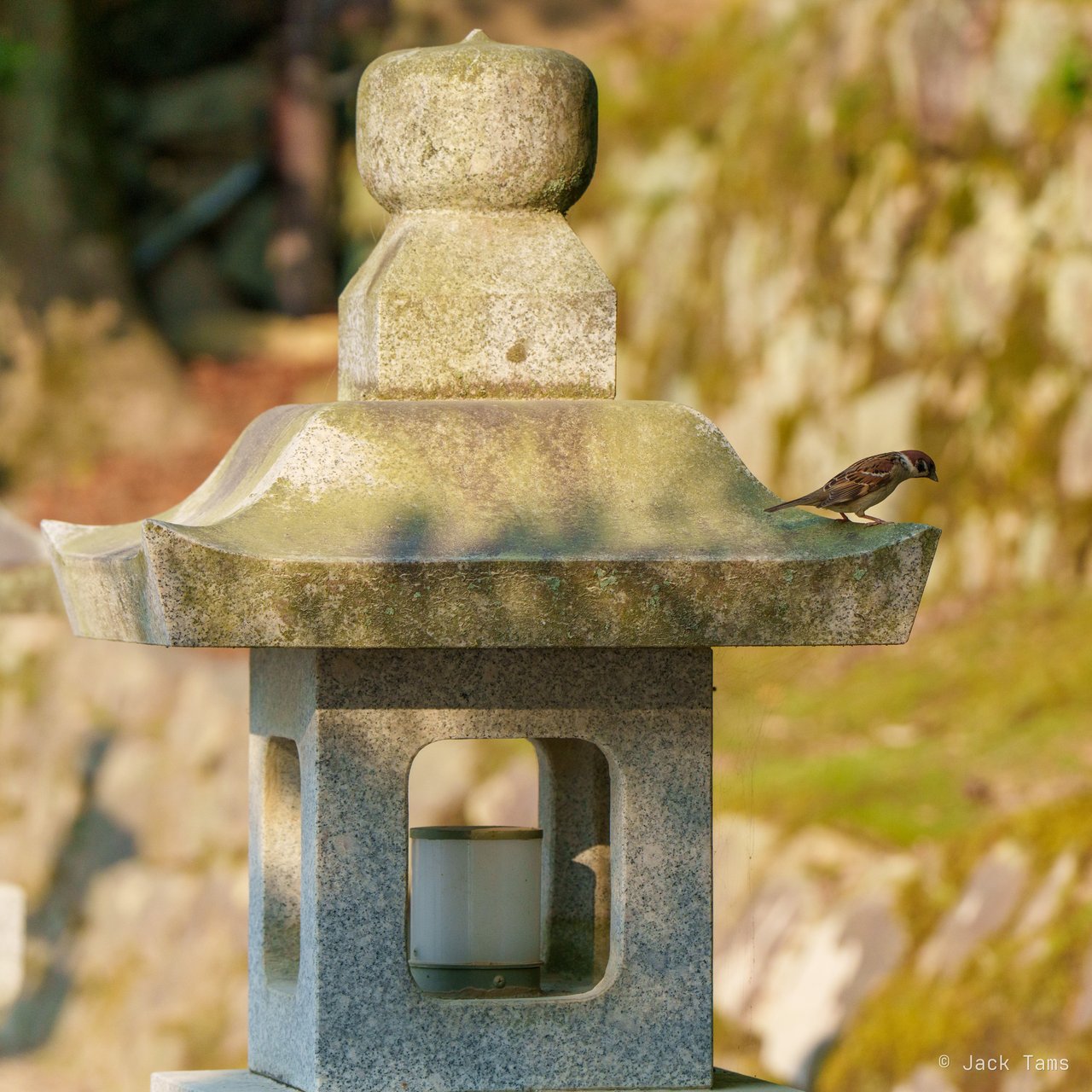 Sparrow on a lantern