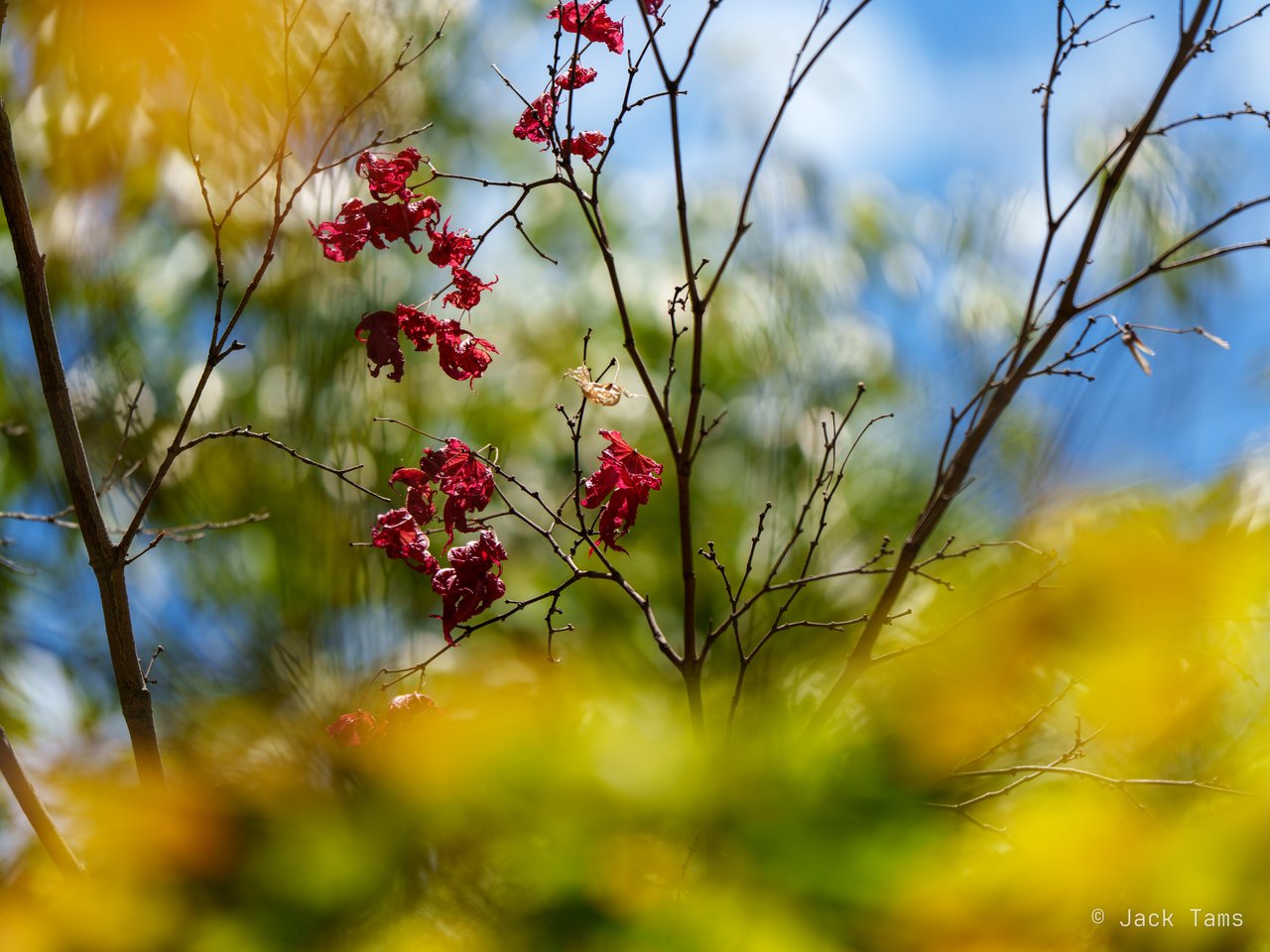 Spring branches