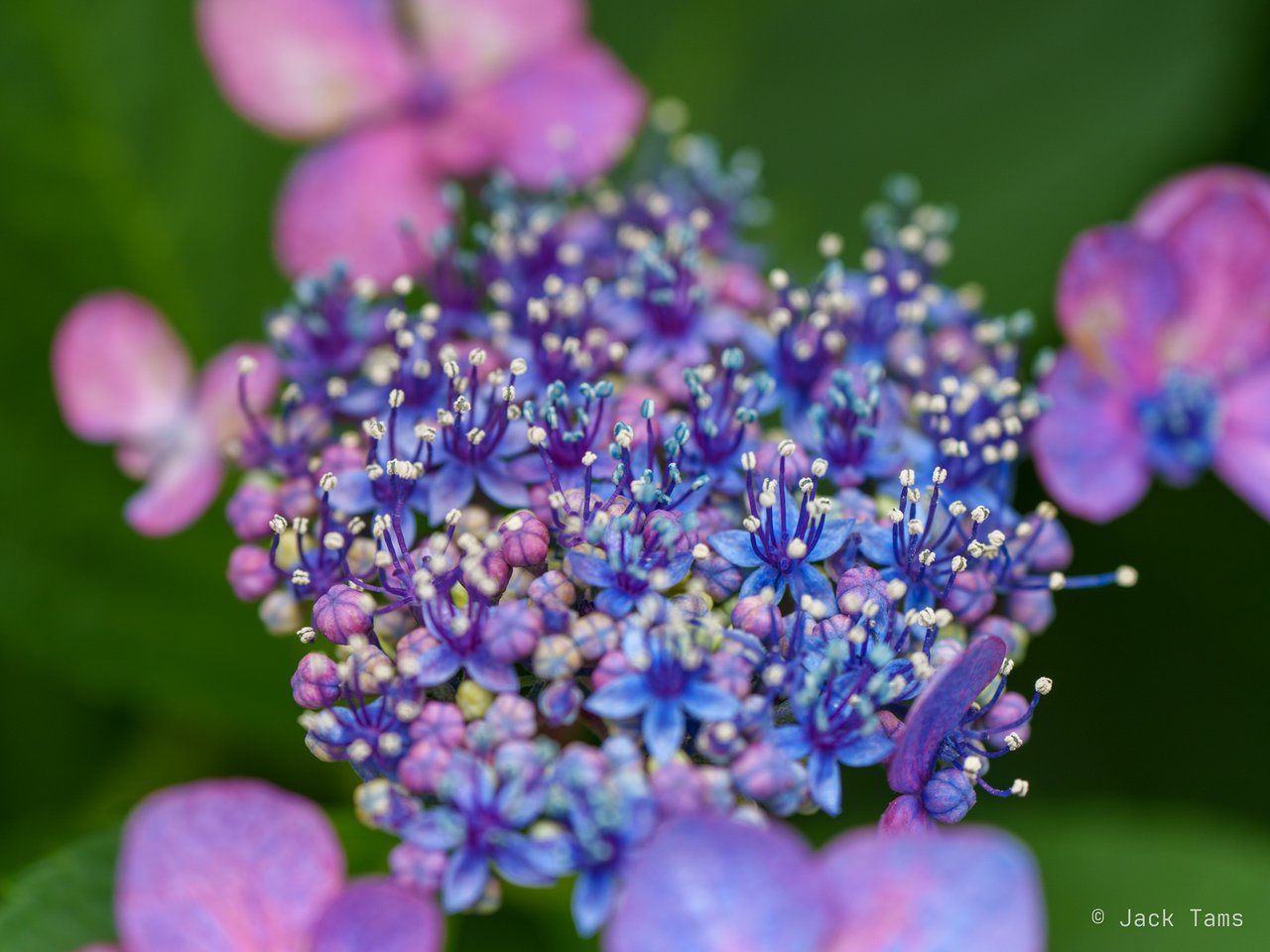 Hydrangea