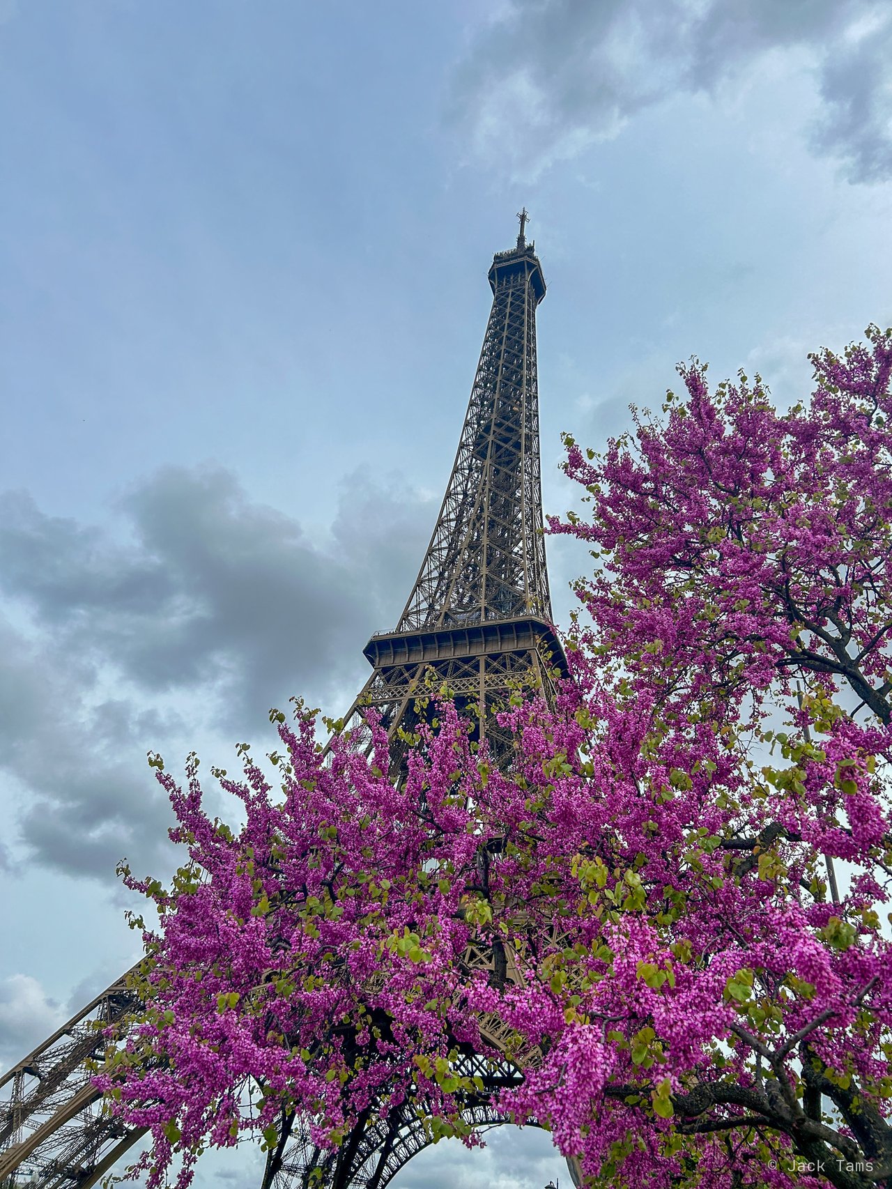 The Eiffel Tower over a Judas tree in flower.