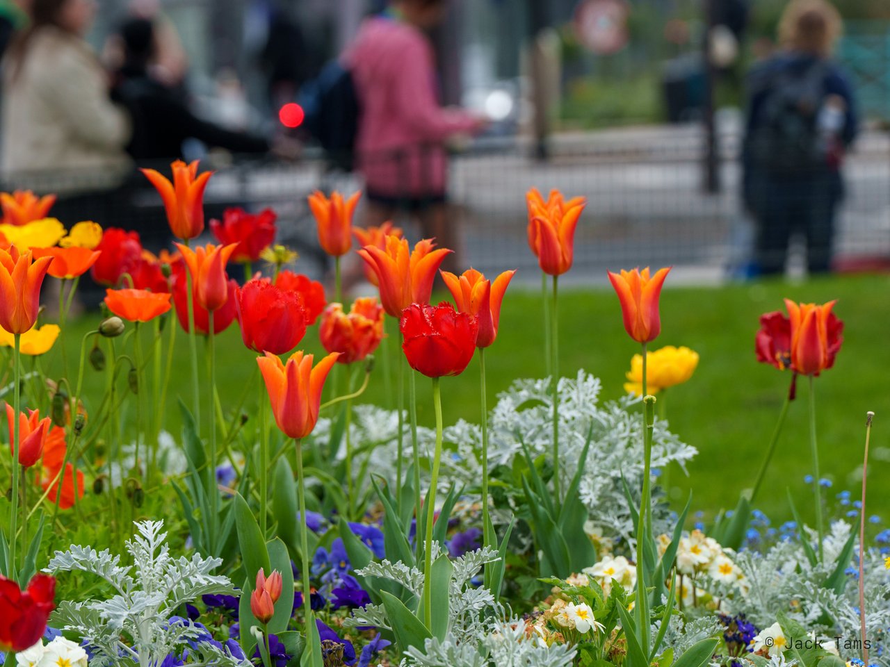 Tulips in a city flower bed.