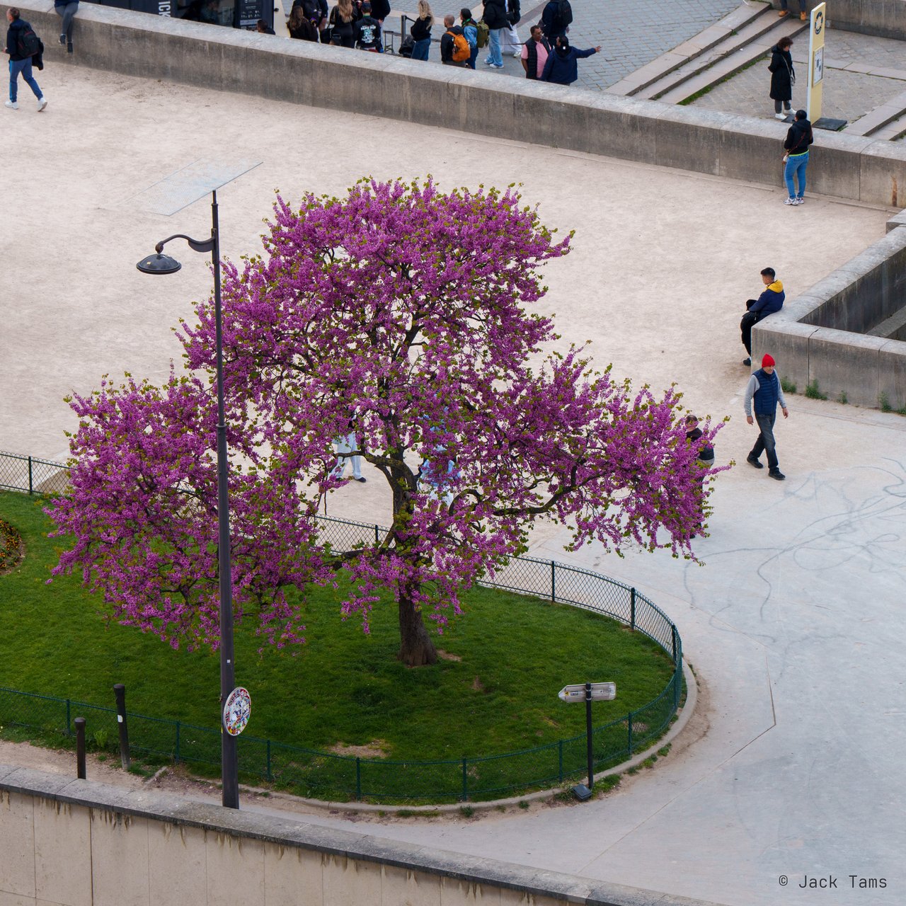 A tree in blossom from high on the tower.