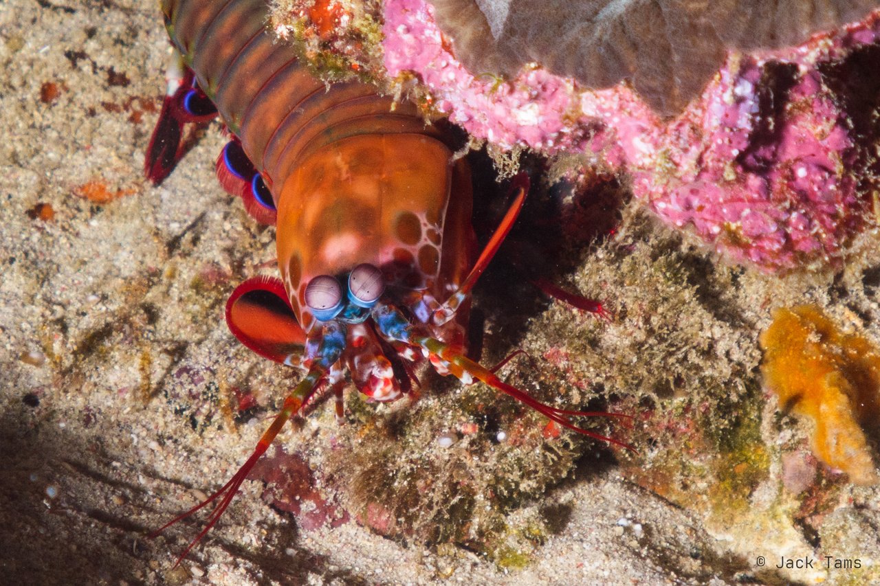 Mantis shrimp on patrol