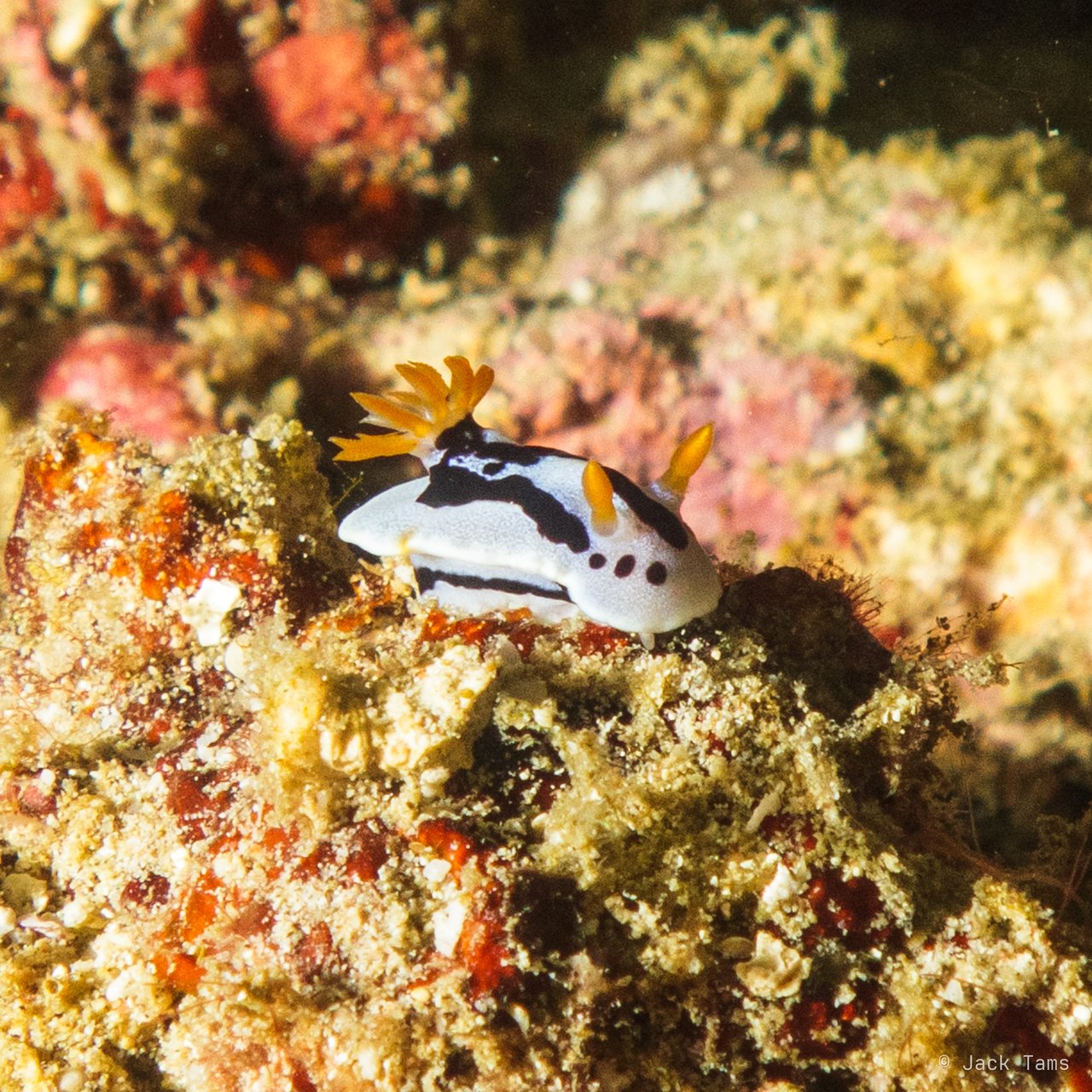 Diana's chromodoris