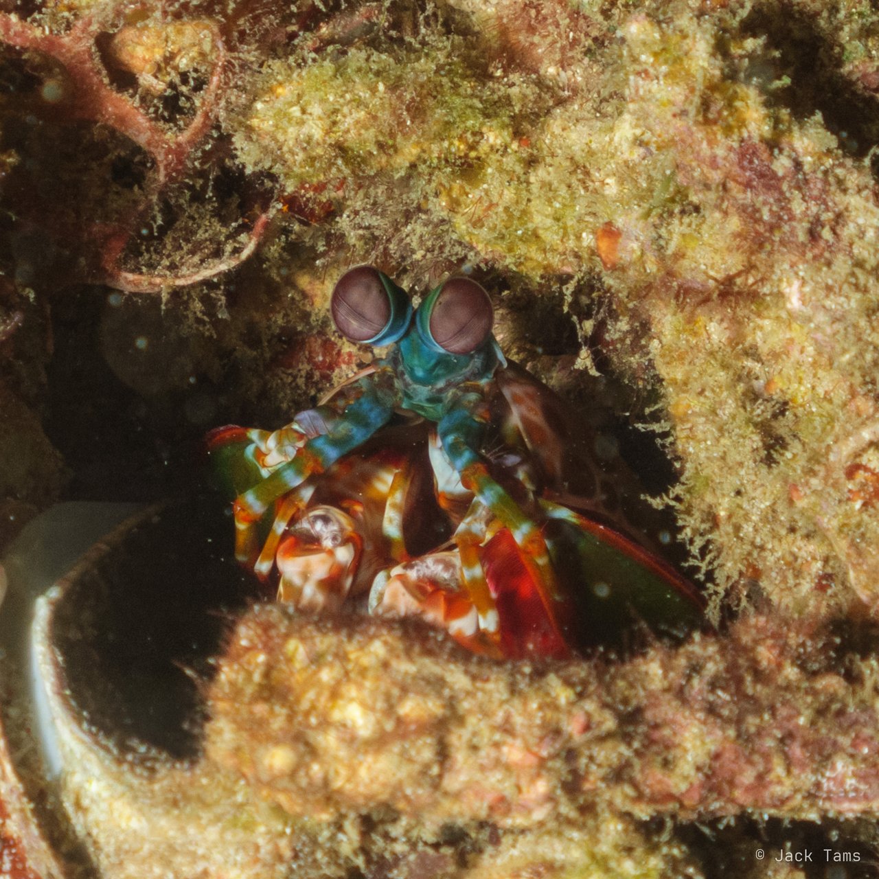 Peacock mantis shrimp, at home