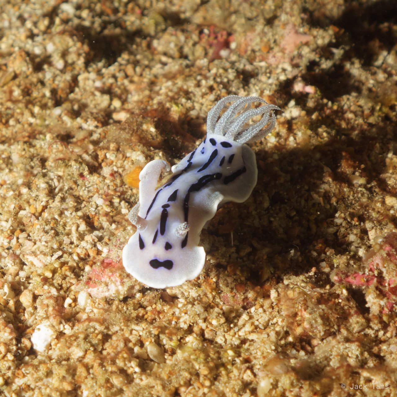Chromodoris on the sand