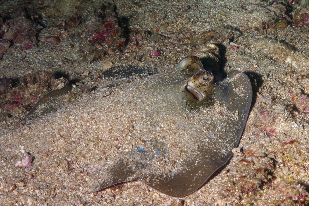 Buried maskray