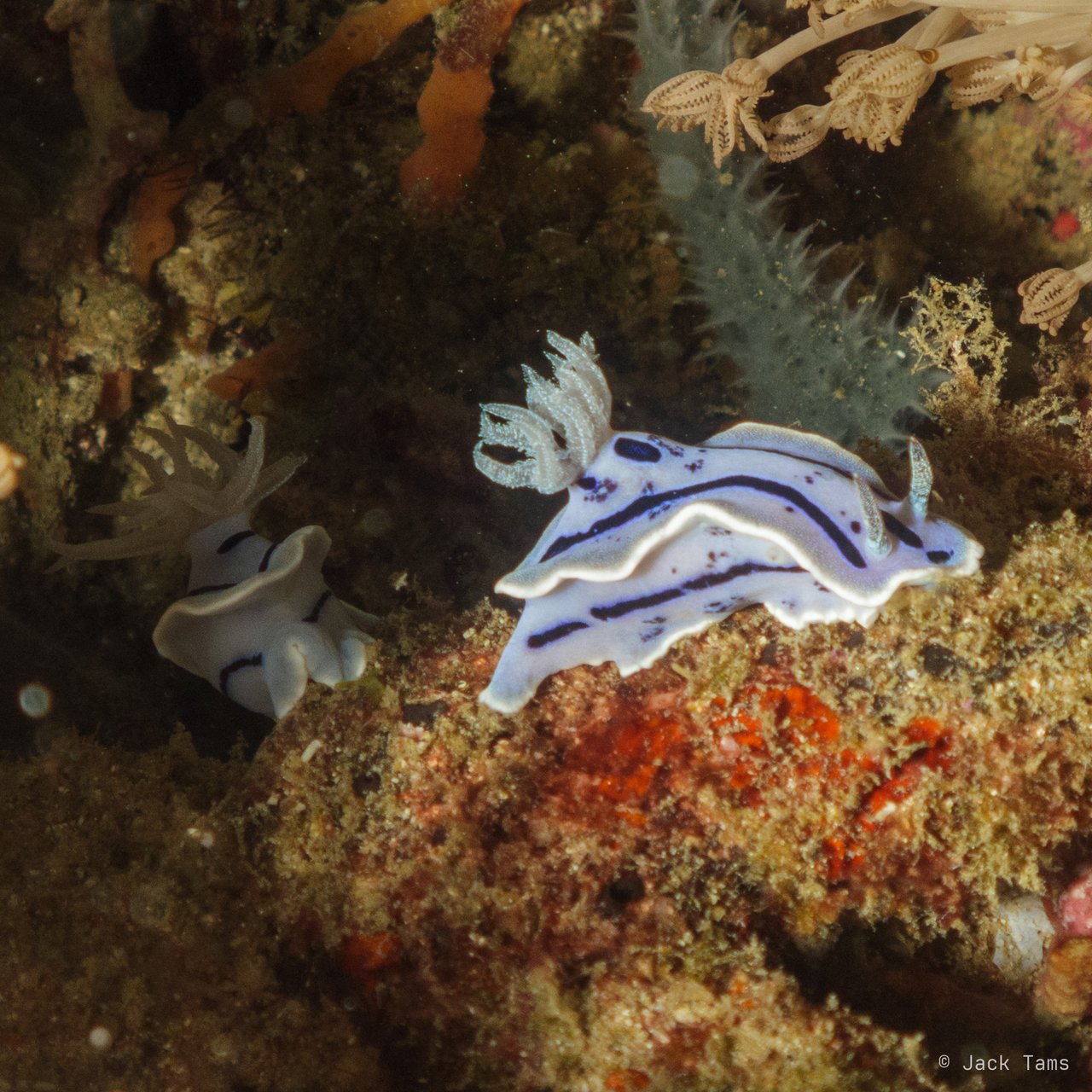 Willan's chromodoris