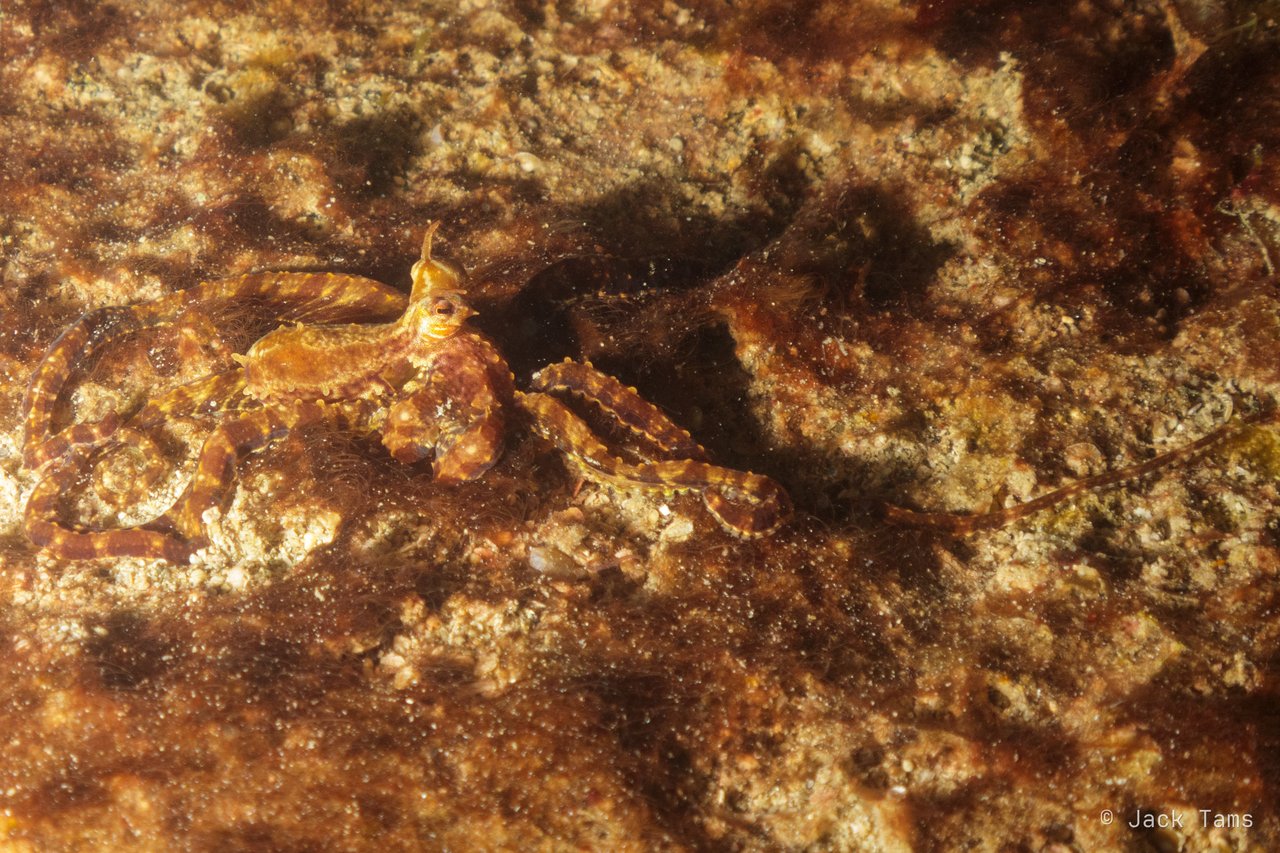 Long-armed octopus