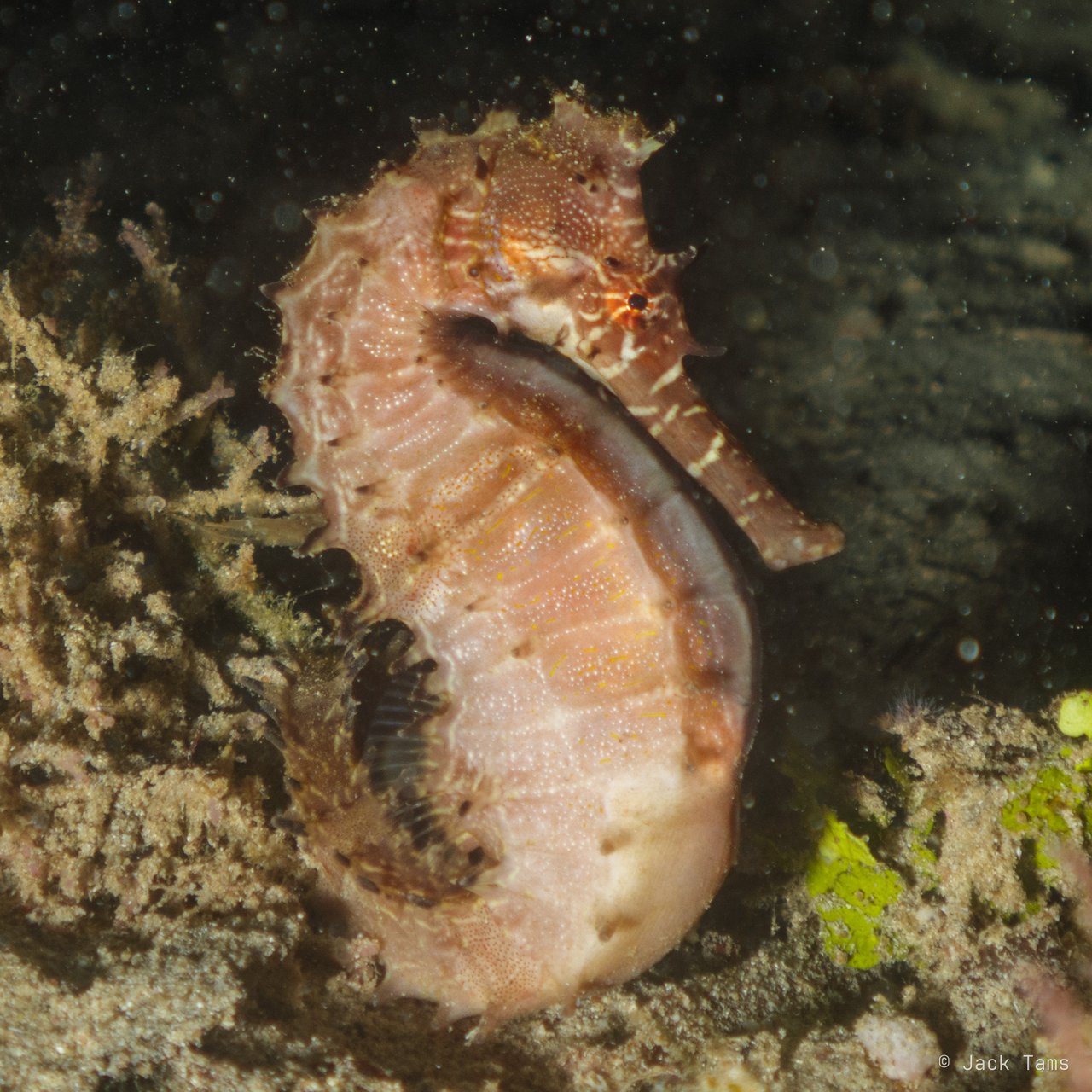 Night seahorse