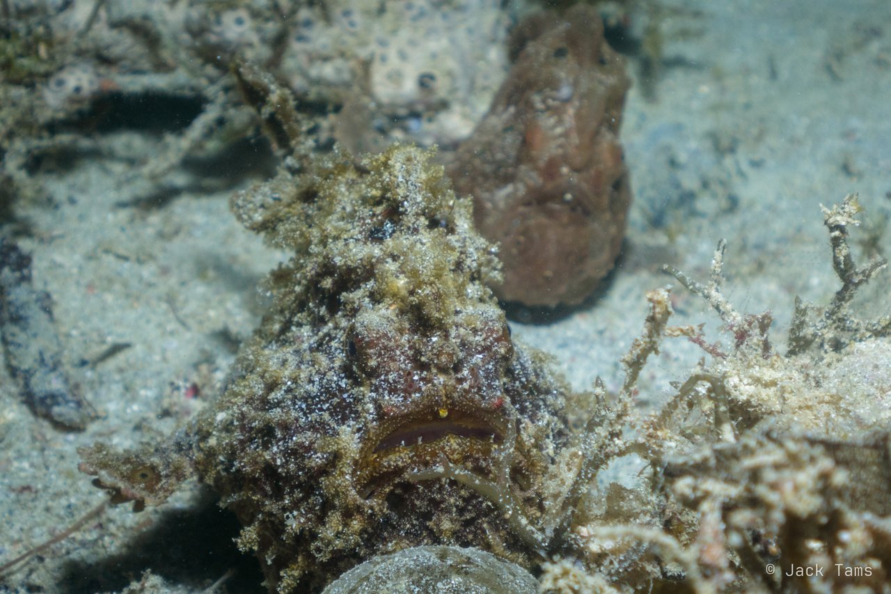 Two frogfish