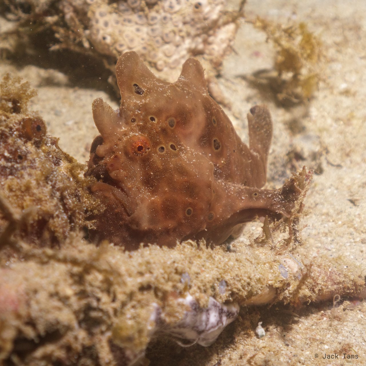 Painted frogfish