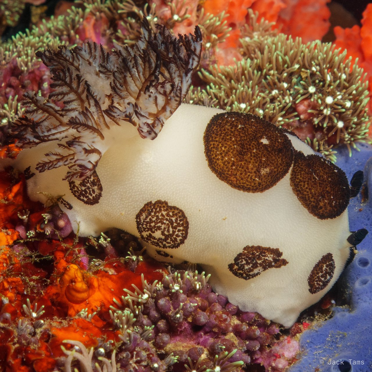 Dark-ringed sponge nudibranch